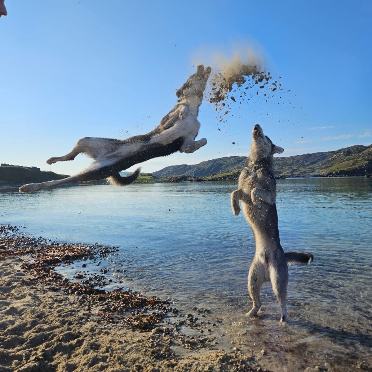 Jumping for joy in the North of Scotland
Our Kylesku Hotel team sent us this snap of these enthusiastic guests on their tour around the NC500. They gave the hotel and the area a 5-paw rating 🐾🐾
#dogtravel