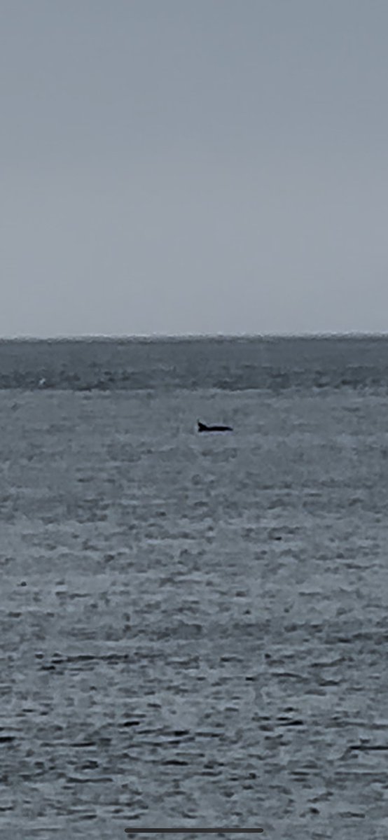 Dolphins off #shanklin

Can’t be many places with that view on standby <a href="/IOWNHS/">Isle of Wight NHS Trust</a> <a href="/OFFICIALIOWAS/">Isle of Wight Ambulance Service</a>