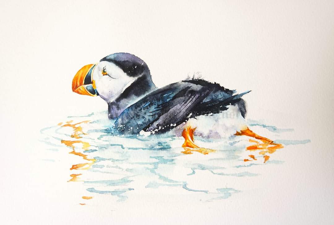 Puffin reflections

Have a lovely Wednesday x

#watercolour #watercolourpainting #birds #seabirds #puffins #water #reflections #wildlifeartist #wildlifeart #sea #movement #art #wildlifeartist #swimming #painting #inspiration #paint #art #Britishbirds #Britishwildlife #endangered