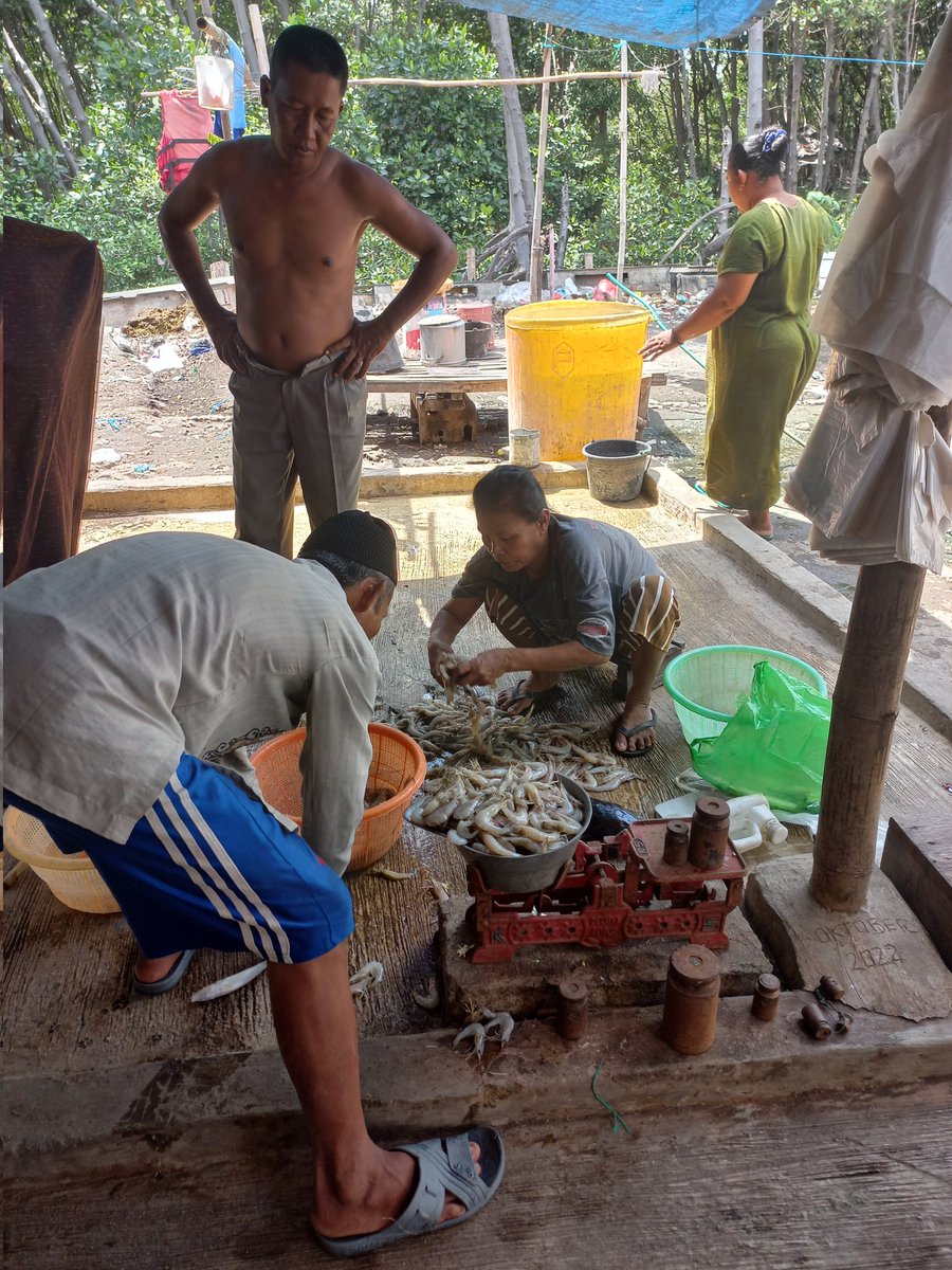 je_vico's tweet photo. Senin (26/06/23), Jeffiko Luhkan Kab. Probolinggo, KUB Parsean Bersatu Ds. Tamansari Kec. Dringu, melaporkan produksi tangkap, udang putih 25kg (54.000/kg) denagn size 49/Kg

#GiatLuhkanSatminkalBWI #Luhlapor 
#Probolinggo
@bppp_banyuwangi @puslatluhkp https://t.co/mNcaz8Voyo