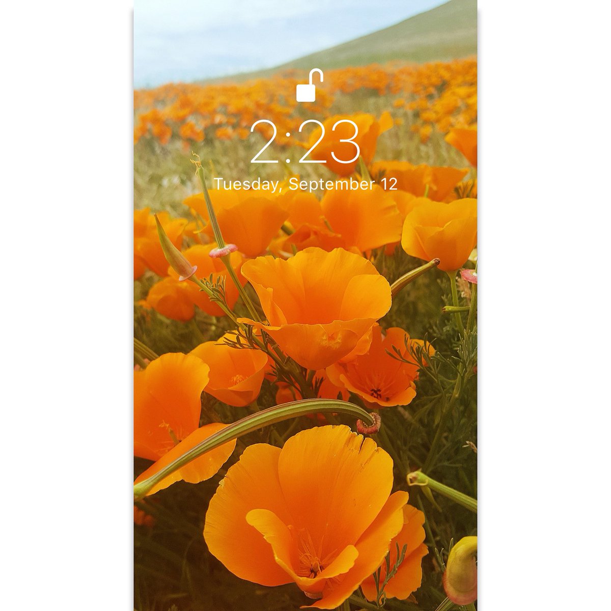 Keep calm and download new wallpapers💫

#wallpaper #screensaver #background #sfondi #papeisdeparede #papeisdeparedetumblr #wallpaperhd #wallpaperiphone #vibe #flowers #orangeflowers #field #nature #flowersfield