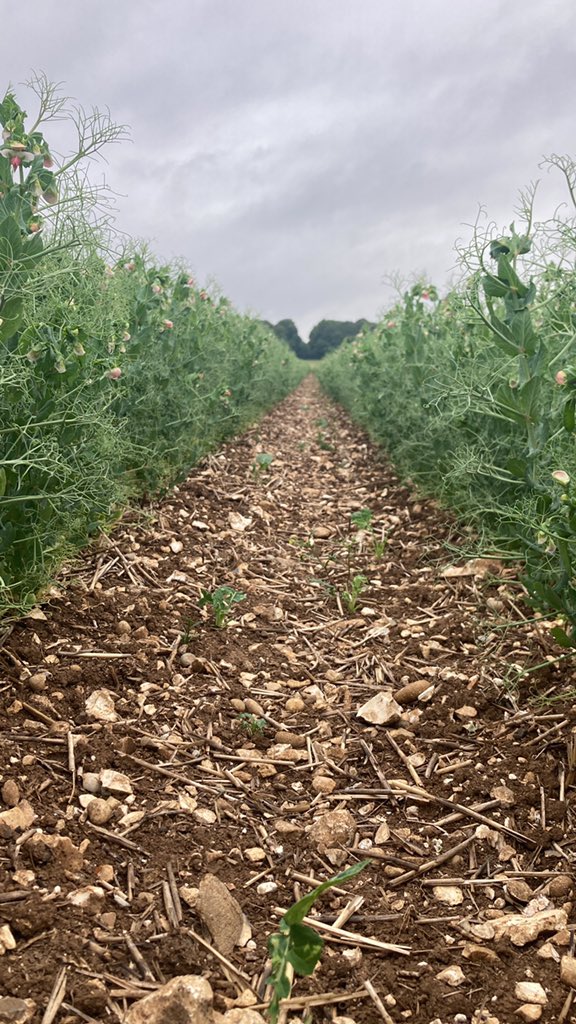 Direct drilled @SkyAgriculture peas still looking good.