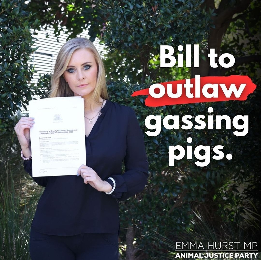 animaljusticeAU's tweet photo. "We've brought in a Bill to outlaw the gassing of pigs.
For every single pig who has been forced, terrified into a gassing cell, who spent her last moments desperately trying to breathe, fighting to end the pain - we bring in this Bill for you ..."
- @MlcHurst @AJPNSW https://t.co/2l7rFbMp0V