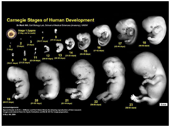 16/
I spent 3 years working at a world-leading biotechnology institute, @czbiohub. 

The implications of mastering biological nature are beyond comprehension. 

A human being unpacks from a single cell, 1/100th the size of this period .