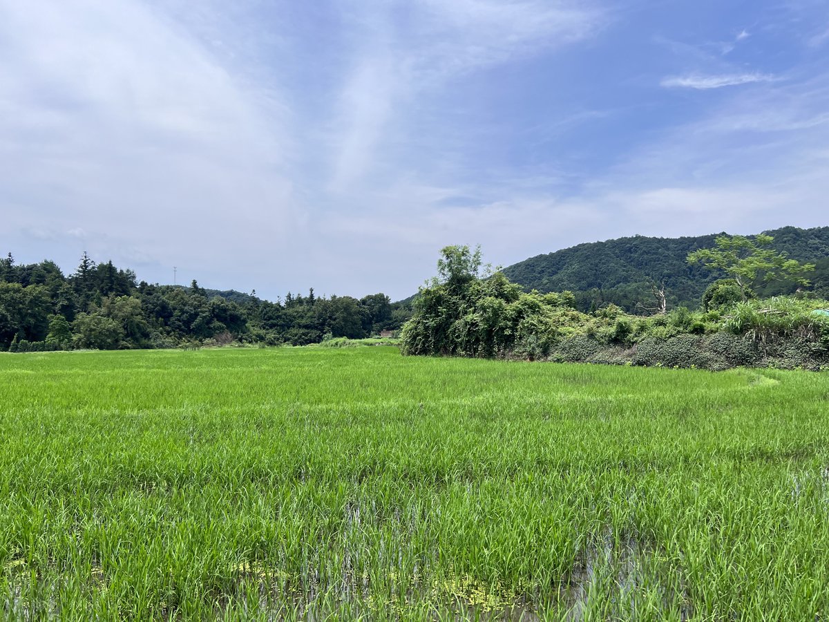 moshang98231706's tweet photo. 乡村的风景真美。浓淡相宜的绿色，和我没有拍到一略而过的白色的飞鸟。
countryside in China, Anyone finds out the paddy？
📍白梅村，江西，中国 https://t.co/glTf8zYjPL