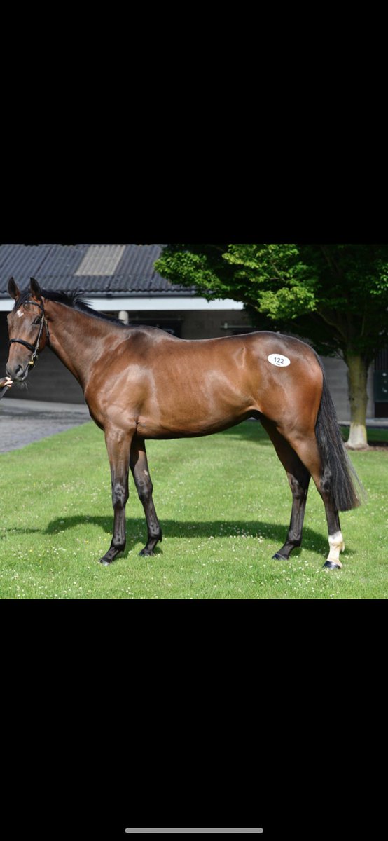 Lot 122 selling today @tatts_ireland DERBY sale . A majestic son of the late Milan <a href="/grangestud/">Catherine Magnier</a> .A nice update with his half sister winning a listed bumper <a href="/Fairyhouse/">FairyhouseRacecourse</a> Easter meeting this Spring for <a href="/PeterRacing/">Peter Fahey Racing</a> . Located at B83 🐎🐎