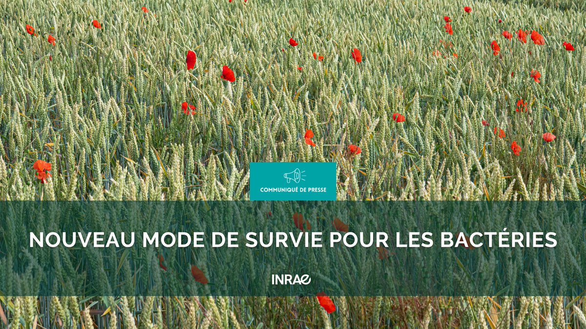#RP_INRAE🐞Aux côtés des coccinelles, les bactéries aident à lutter contre les ravageurs des cultures

🦠Sous la loupe des chercheurs, l’une d’elle dévoile un mode de survie inédit !

🛡️Des données précieuses pour lutter contre ses cousines pathogènes

📰url.inrae.fr/46kev8i