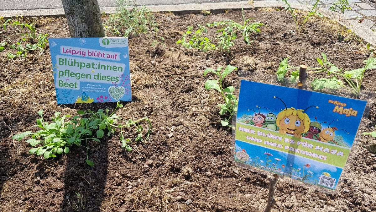 spread_group's tweet image. #lasseswachsen x #leipzigblühtauf 🌼 Continuing #projektklatschmohnwiese, we teamed up with @Oekoloewe and planted two tree beds close to our HQ in Leipzig. This way, we support Maya the Bee and all insects in finding habitat and food. Thanks to all that were involved!