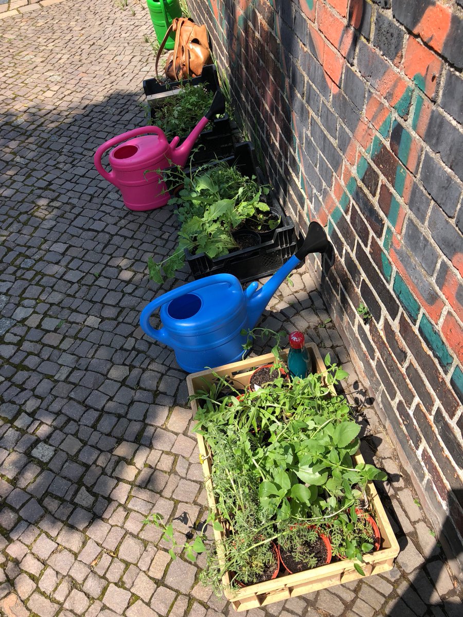 #lasseswachsen x #leipzigblühtauf 🌼 Continuing #projektklatschmohnwiese, we teamed up with <a href="/Oekoloewe/">Ökolöwe</a> and planted two tree beds close to our HQ in Leipzig. This way, we support Maya the Bee and all insects in finding habitat and food. Thanks to all that were involved!