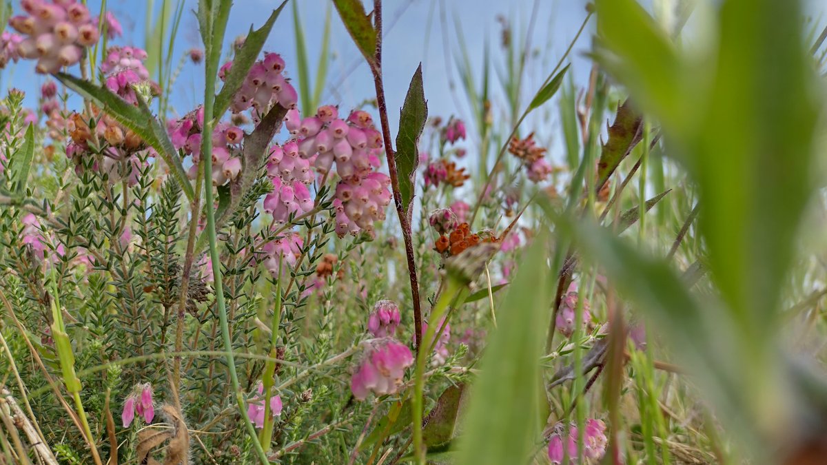 Boswachter_Rob's tweet photo. De dopheide bloeit nu prachtig op de Voorlanden van het Horsterwold.
#Horsterwold #dopheide #Voorlanden #Staatsbosbeheer #Zeewolde #naarbuiten https://t.co/G7UUxKmz3F