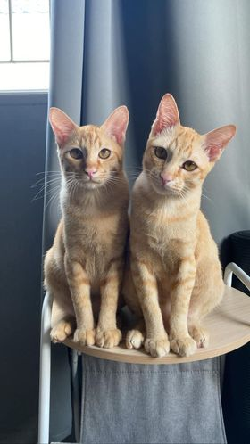 CatsterClub's tweet photo. 🏠หาบ้านให้น้องแมว🏠
มีใครสนใจจะรับ 2 ดวงใจของเราไปเลี้ยงมั้ยคะ 
น้องเป็นตัวผู้ทั้งคู่ อายุ 2 ปี 1 เดือน ยังไม่ได้ทำหมันค่ะ 
พ่อจะเอาไปปล่อยในวันพรุ่งนี้แล้วค่ะ ปล่อยพวกน้องไปตามทาง เราช่วยอะไรน้องไม่ได้เลยสักอย่าง 
ลูกๆอยู่ไม่ได้แน่ๆถ้าเอาไปปล่อย ตัวเราอยู่ไกลจากลูก กลับไปหาลูกไม่ทัน ขอคนสามารถรับลูกไว้ได้จริงๆ ไม่รู้จะหาทางไหนแล้วมีแค่ทางนี้ทางเดียว 

น้อง 2 ตัวนี้อยู่ฉลองกรุง ลาดกระบัง 

(อยากดูรูปน้องเพิ่มเติม น้องมีเพจอยู่นะคะ instagram: dek.uuan)

ติดต่อ 0625341988
