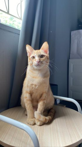 CatsterClub's tweet photo. 🏠หาบ้านให้น้องแมว🏠
มีใครสนใจจะรับ 2 ดวงใจของเราไปเลี้ยงมั้ยคะ 
น้องเป็นตัวผู้ทั้งคู่ อายุ 2 ปี 1 เดือน ยังไม่ได้ทำหมันค่ะ 
พ่อจะเอาไปปล่อยในวันพรุ่งนี้แล้วค่ะ ปล่อยพวกน้องไปตามทาง เราช่วยอะไรน้องไม่ได้เลยสักอย่าง 
ลูกๆอยู่ไม่ได้แน่ๆถ้าเอาไปปล่อย ตัวเราอยู่ไกลจากลูก กลับไปหาลูกไม่ทัน ขอคนสามารถรับลูกไว้ได้จริงๆ ไม่รู้จะหาทางไหนแล้วมีแค่ทางนี้ทางเดียว 

น้อง 2 ตัวนี้อยู่ฉลองกรุง ลาดกระบัง 

(อยากดูรูปน้องเพิ่มเติม น้องมีเพจอยู่นะคะ instagram: dek.uuan)

ติดต่อ 0625341988