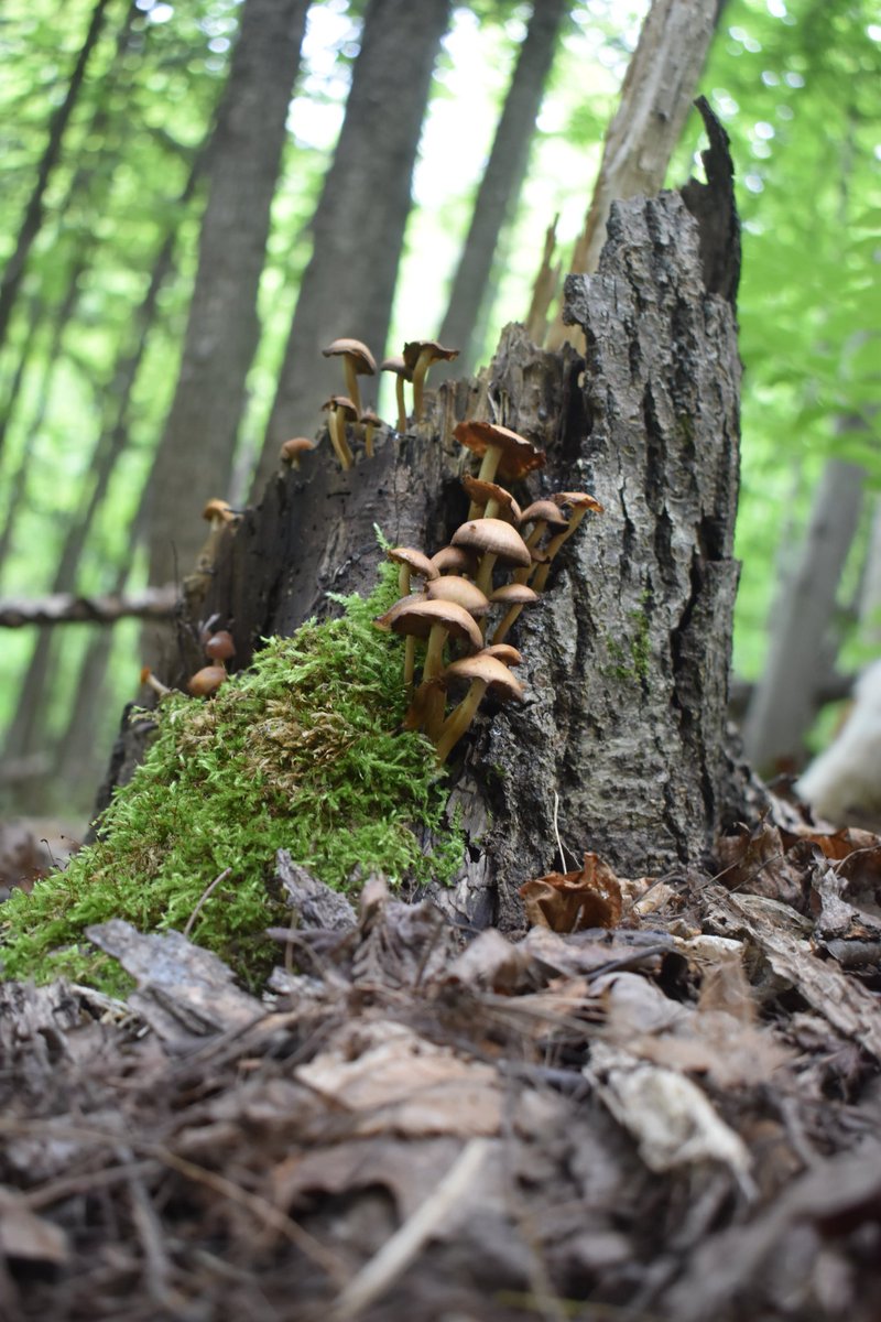 Now that's a stump.

#nature #NaturePhotography  #Michigan #UpperPeninsula #fungi #mushrooms #mushroomtwitter