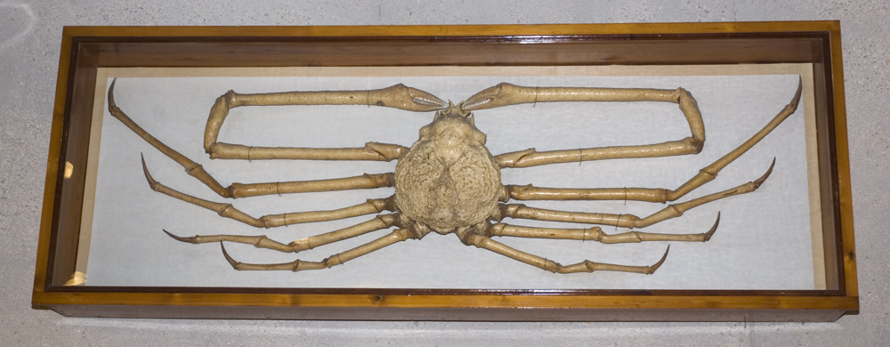 When it extends its legs, the Japanese spider crab (Macrocheira kaempferi) measures almost 4 m, which makes it the largest living arthropod. It is the longest-lived crab. This specimen comes from the 2nd quarter of 19th century. #Crabs #Decapoda #SeaLife #Biodiversity #Museums