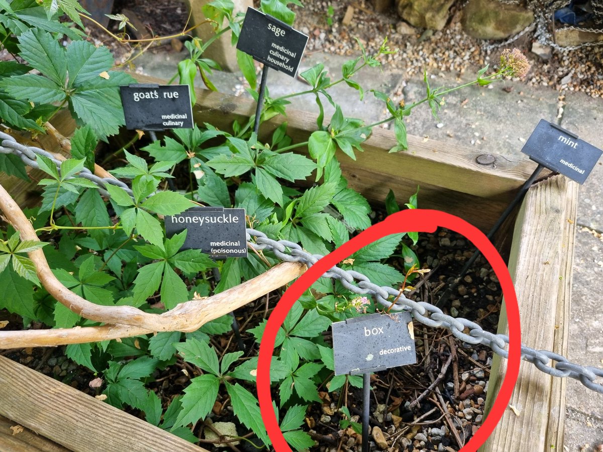 Shout out to the gardener at <a href="/RyeCastleMuseum/">Rye Castle Museum</a> for this caption. Made me chuckle 🤣