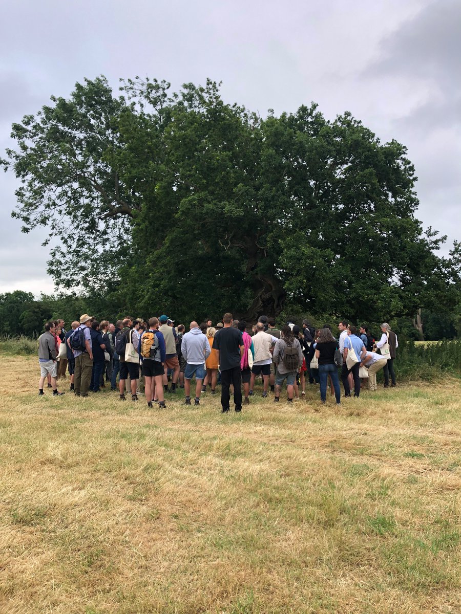 Started off my <a href="/Groundswellaguk/">Groundswell</a> with a managing ancient trees safari with @WoodlandTrust 
Be mindful of the Root Protection Area, a gnarly tree isn’t the end of life &amp; a branch touching the floor can made a second tree!
#farming #Ecology