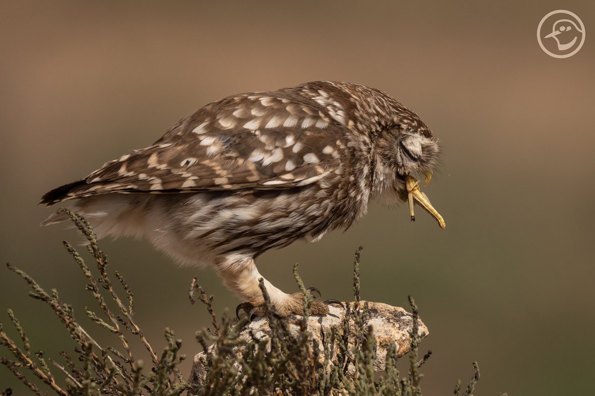 Bon appetit!
Little Owl - Mochuelo europeo (Athene noctua)
#owls #raptors #mochuelo #birdinginvalencia #visitnatura #valencia #birdphototours #birdphotography #birdphoto #natgeo #photonature_rgb <a href="/VisitNatura/">Visit Natura</a>