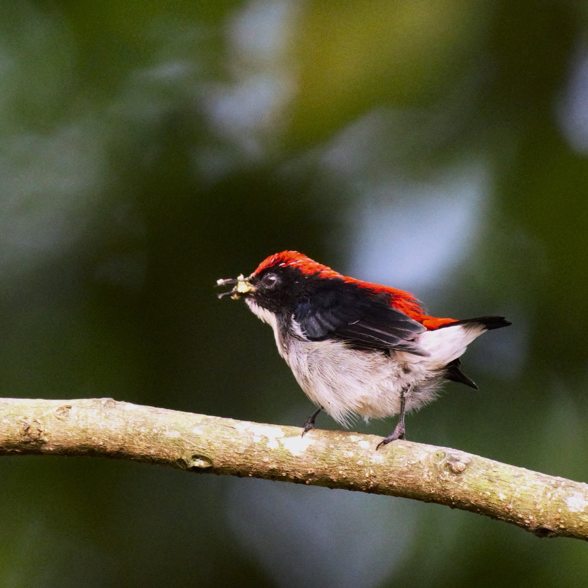 Scarlet backed flowerpecker

#VIBGYORinNature 
#IndiAves 
#TwitterNatureCommunity #NaturePhotography 
#birdsofindia