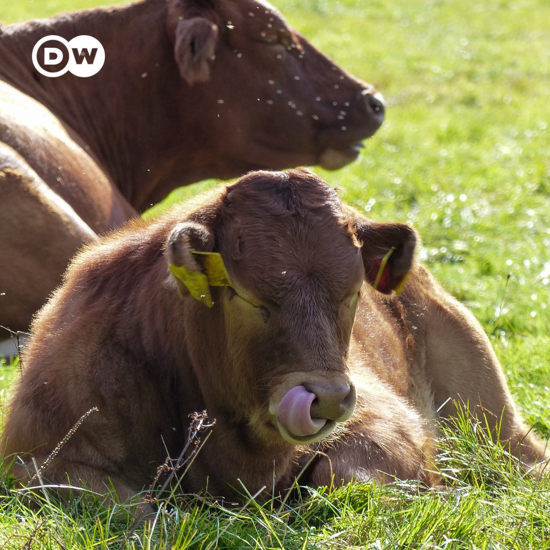 Wir starten heute ganz gemütlich in den Tag, so wie die Kühe auf diesem Bild. Seid ihr heute eher „Team weiterschlafen“ oder steht ihr direkt auf?