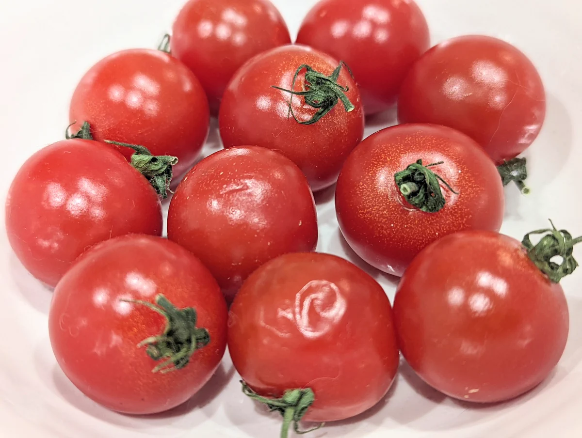 シワシワになったミニトマトを…復活させる方法があった‼