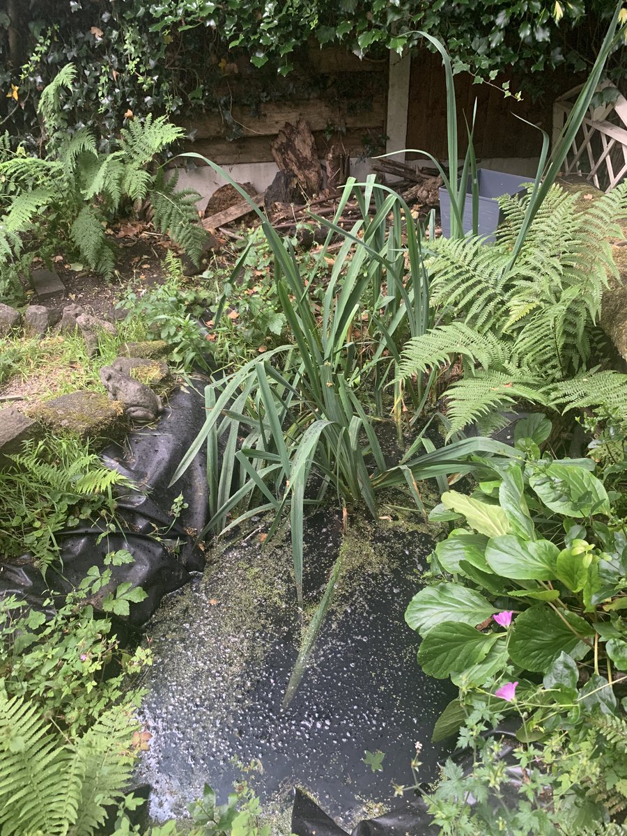 #30DaysWild Day 28 if you build it, they will come! We put a pond in our garden and we’re rewarded with frogs, newts and lots of insects (and the local heron!). We also put a wood/stick pile behind it for our beetles and woodlice #biologicalcontrolagents #nopesticides