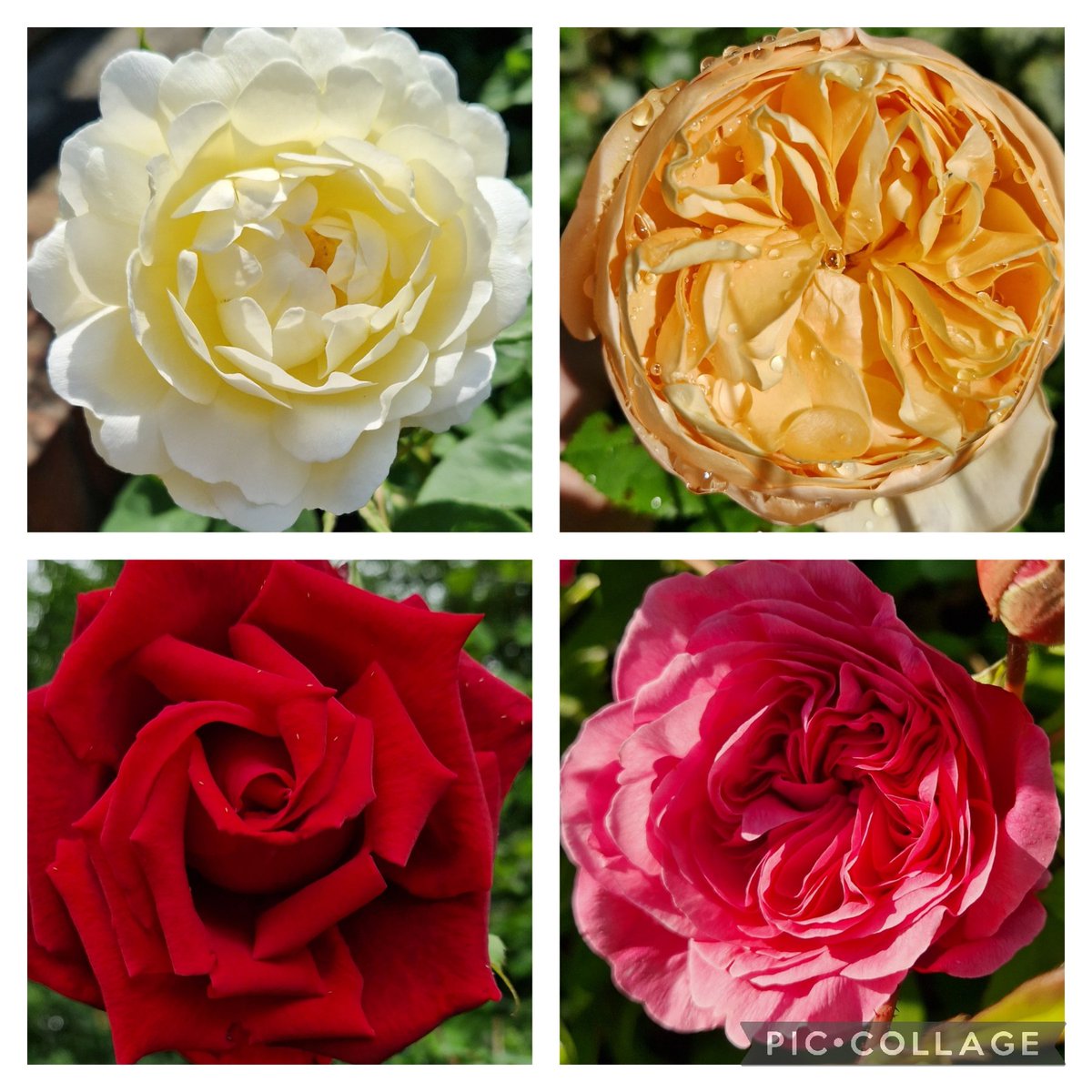 Beauty, colour and fragrance. What more could you ask for? #RoseWednesday #Gardening #GardeningTwitter #GardenersWorld #Roses