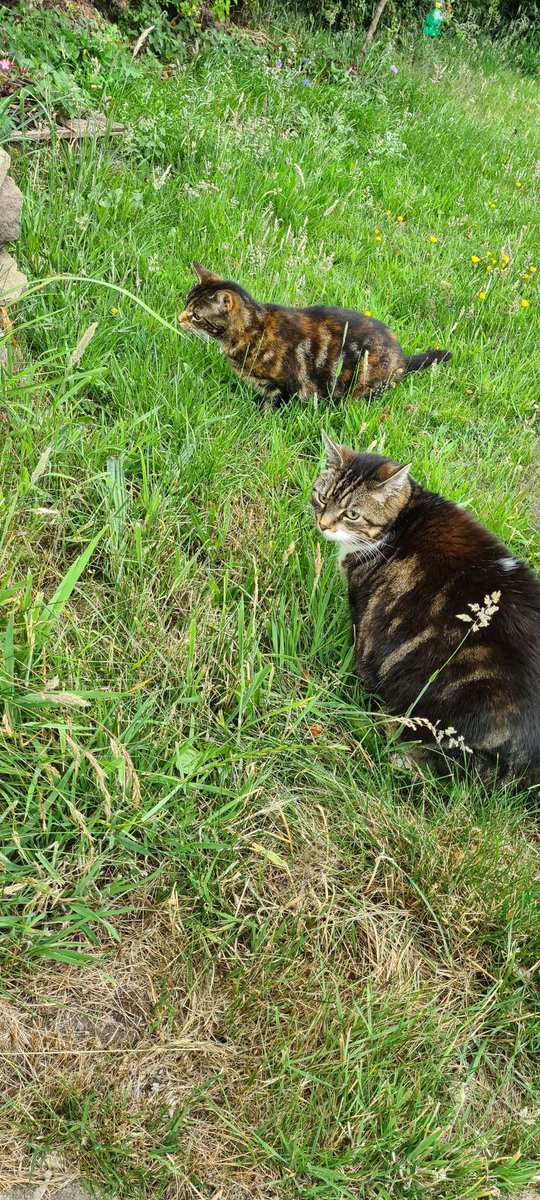 djshadowthecats's tweet photo. ooooh watch out there both out 🙈🙈 #Hedgewatch #CatsOfTwitter https://t.co/5d4EHAYgyG