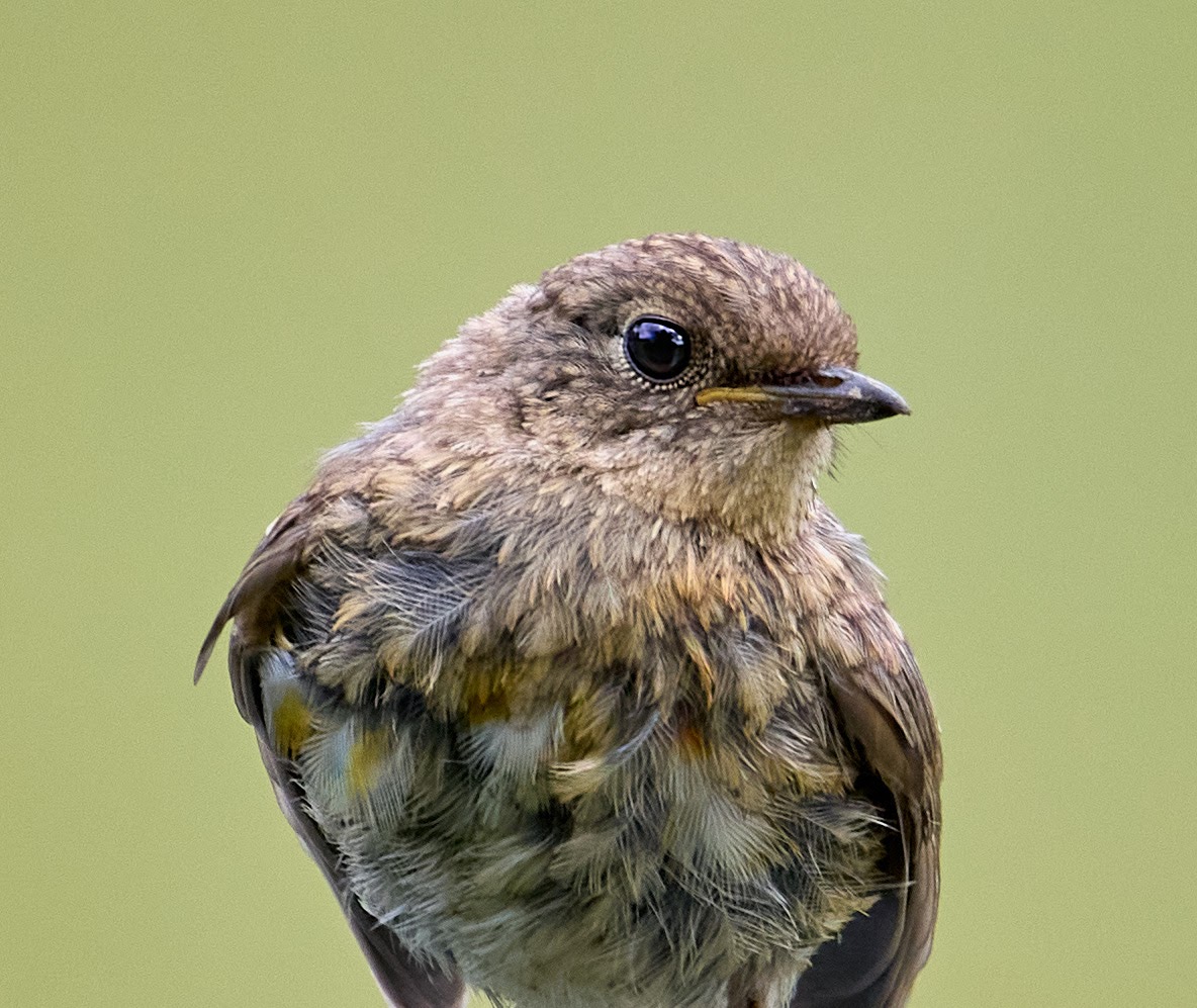 Robin fledgling.