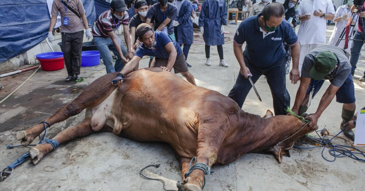 America Has Been Conquered! A City in Michigan Controlled by a Muslim Council Will Allow its Muslim Residents to Torture and Slaughter Animals in their Homes and Yards During Eid al-Adha! The Hamtramck Muslim City Council is allowing their Muslim residents to perform ‘Qurbani’…