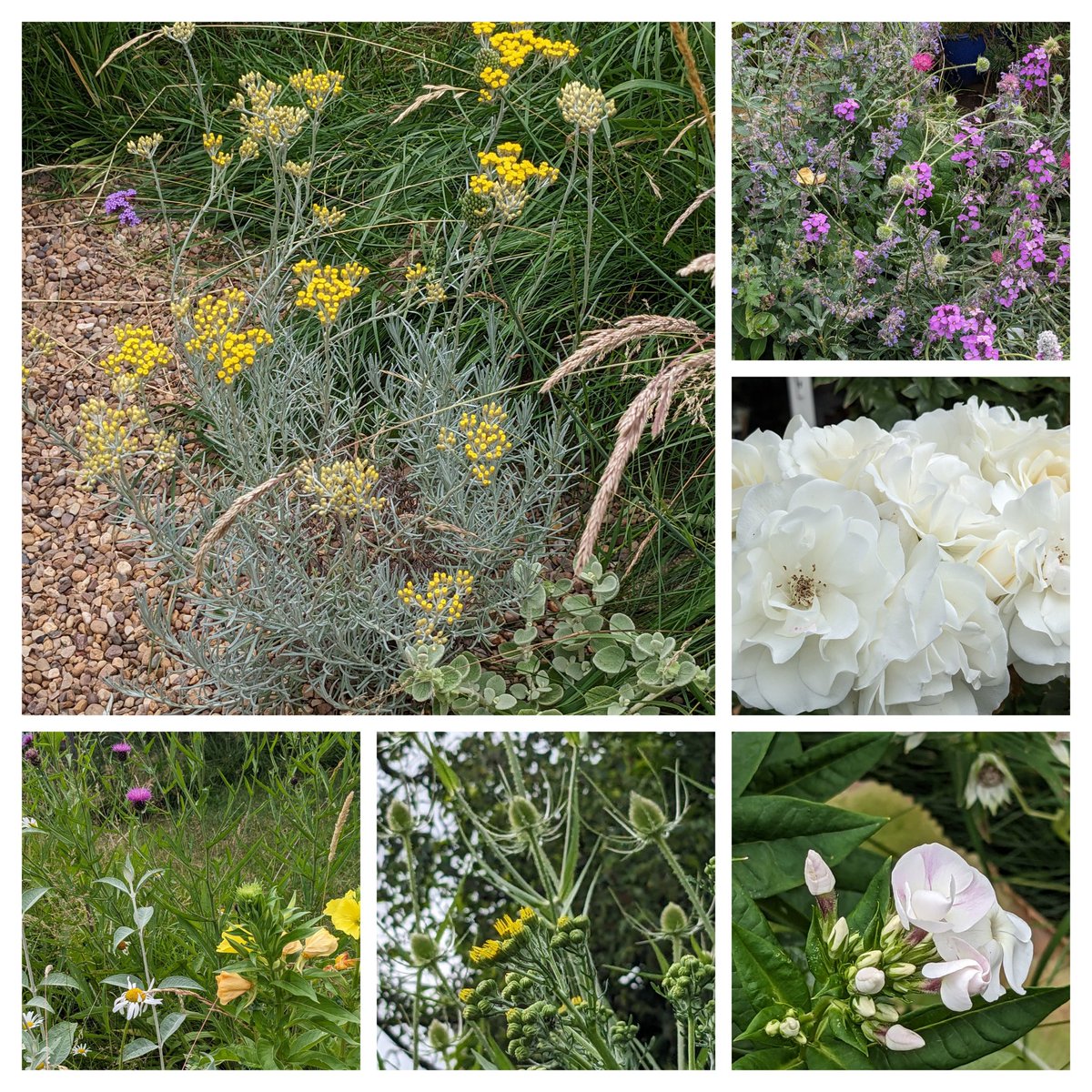 Scented plants and flowers with quite a sprinkling of hoverflies & beetles #insects #biodiversity #summer #LetItBloomJune