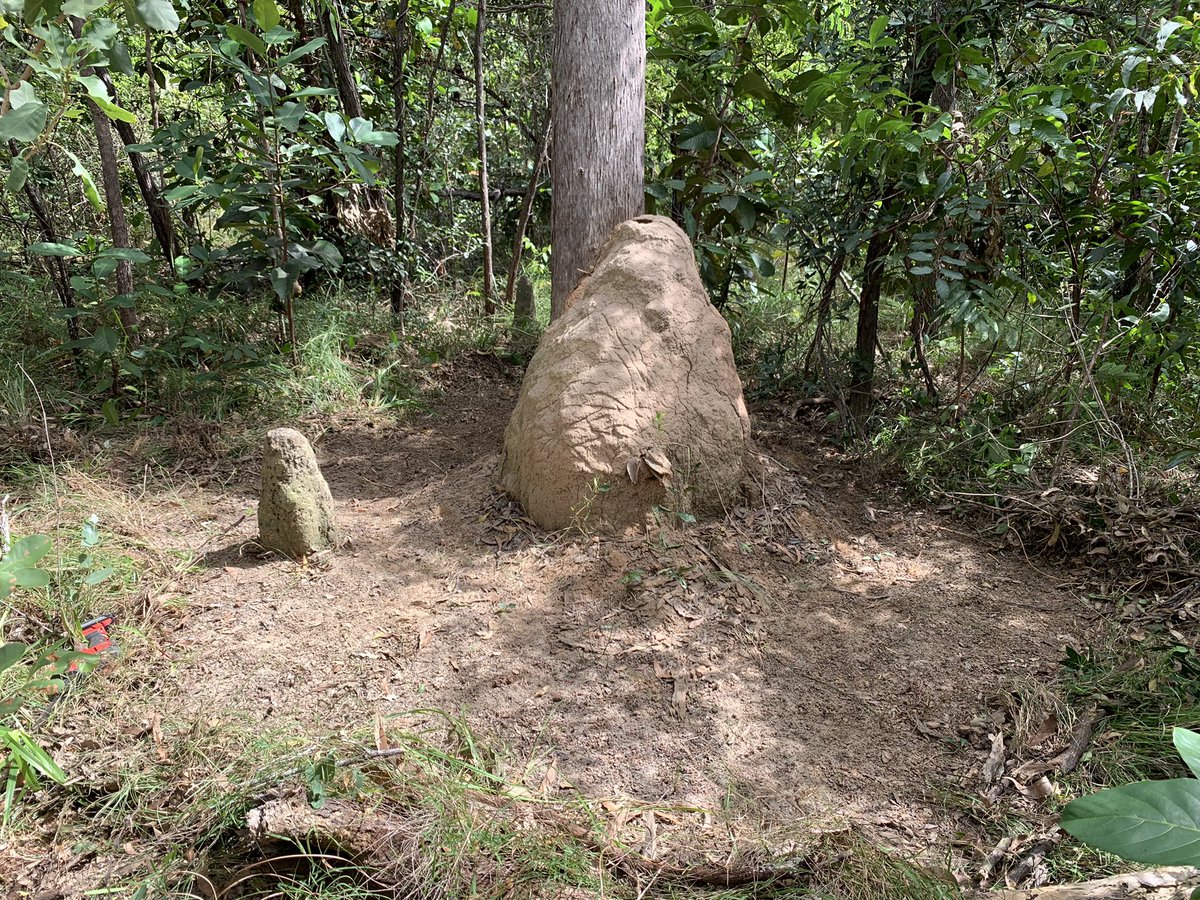 This week, we’re installing firebreaks to save old-growth Palm Cockatoo nesting trees from future destructive fires! #PalmCockatooProject

Before……………………….After 😎