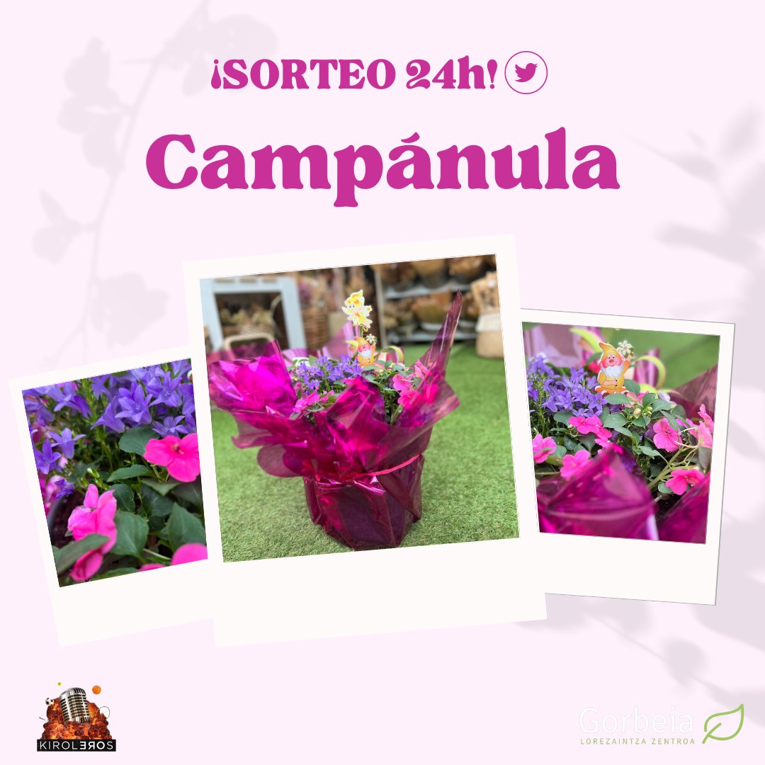 ViverosGorbeia's tweet photo. ¡SORTEO 24H! 💐
Sorteamos un centro de plantas para que se la puedas regalar a quién tú quieras. Requisitos:

🌺Vivir en Vitoria o alrededores

🫂Seguir a @kiroleros y @viverosgorbeia

💜Darle a rt

🎁Dinos ¿A quién se la regalarías?

Mañana en directo el nombre del ganador/ra 🍀 https://t.co/Z85FGfl6VK
