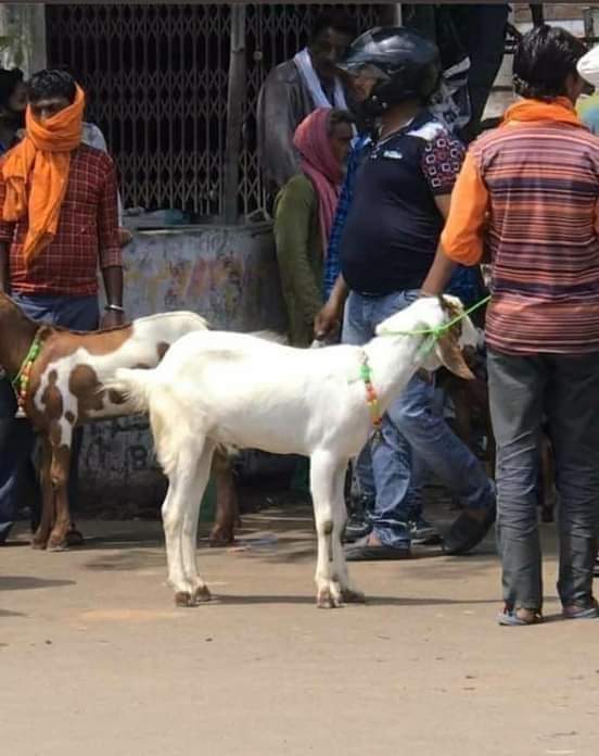 ThemohsinP's tweet photo. @Singh199705 बाप मियां भाई की ठोड़ी में हाथ डालकर मिन्नत कर रहा है बाबू जी इतने में दे दूंगा। और उन्हीं पैसों से बेटा रिचार्ज कराकर सोशल मीडिया पर लिख रहा है जीव हत्या पाप है
#Bakrid2023
#EidUlAdha2023 https://t.co/dBWIncQ0d6