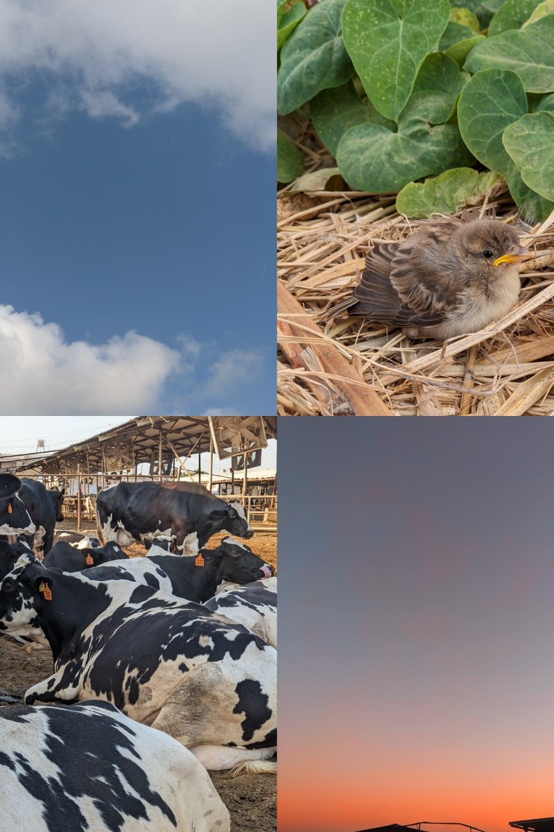 العيد في الجيش طعم تاني بردو