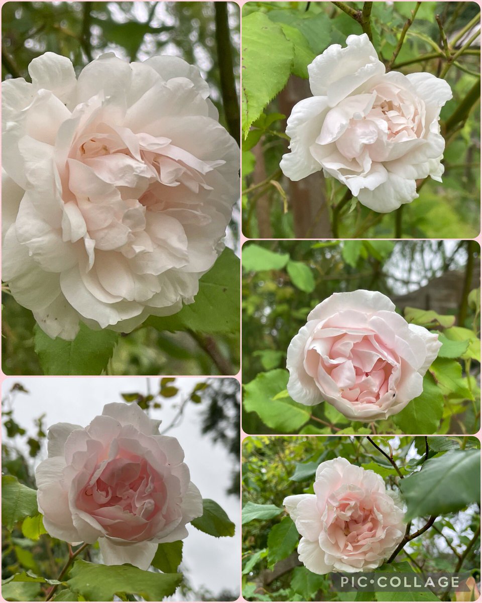 For #RoseWednesday 28.6.23, Madame Alfred Carrière shining in the gloom yesterday evening 🤍