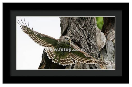 Mama Barred Owl spreading its wings!

fineartamerica.com/featured/mama-…

#wildvisiondotcom
#puttaswamyravishankar
#perfectgift #ಪುರಶಂ #fstopdotcom #bangaloredotcom #nature #naturephotography #BuyIntoArt #AYearForArt #Art #cosmictouchdotcom #visualrhythmcampus