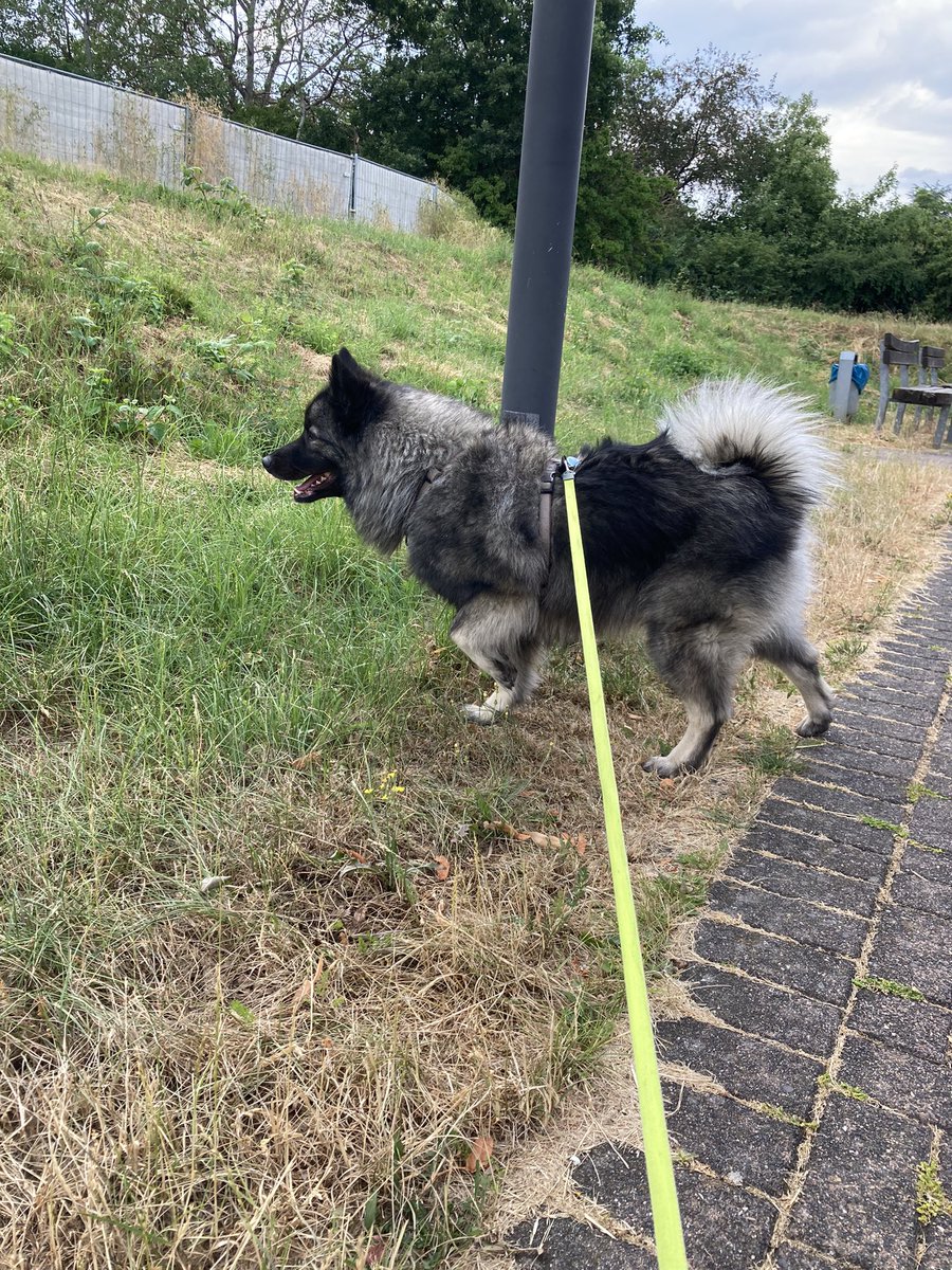 PawSpitzfamily's tweet image. #Goodmorning friends,
does yoga together with Kira. This is the yoga pose: look out for mice
Have a nice day🥰🐾 #yogadog #yogawithKira #spitz