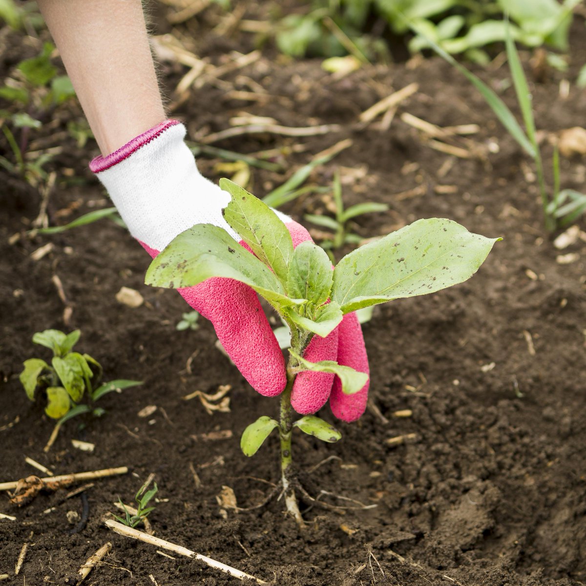 Fancy checking out our gardening plot right here on campus? Join us on Thursday 29th June, 11:00am at the Students' Union for FREE #GIAG Gardening. Come along & help with some gardening, plant some seeds & have a chat 🪴 Find out more and book now: bit.ly/43k7uCo