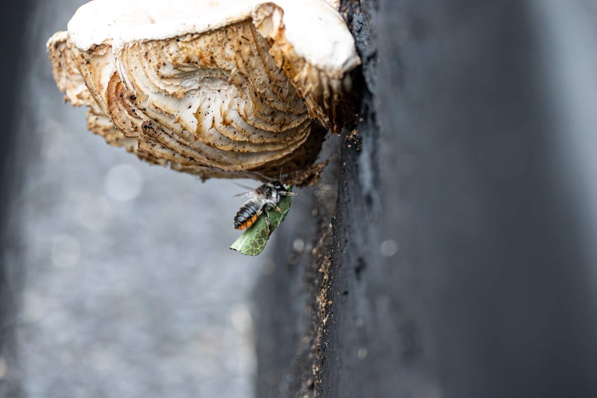 A Wood Carving Leafcutter Bee (Megachile Ligniseca) I think?
This one is nesting in a hole just under the Fungi on an old railway sleeper. Seen four in total.
Taken last week near Glin, County Limerick.
@BioDataCentre @Owen_Beckett98 @StevenFalk1 #bees #solitarybee