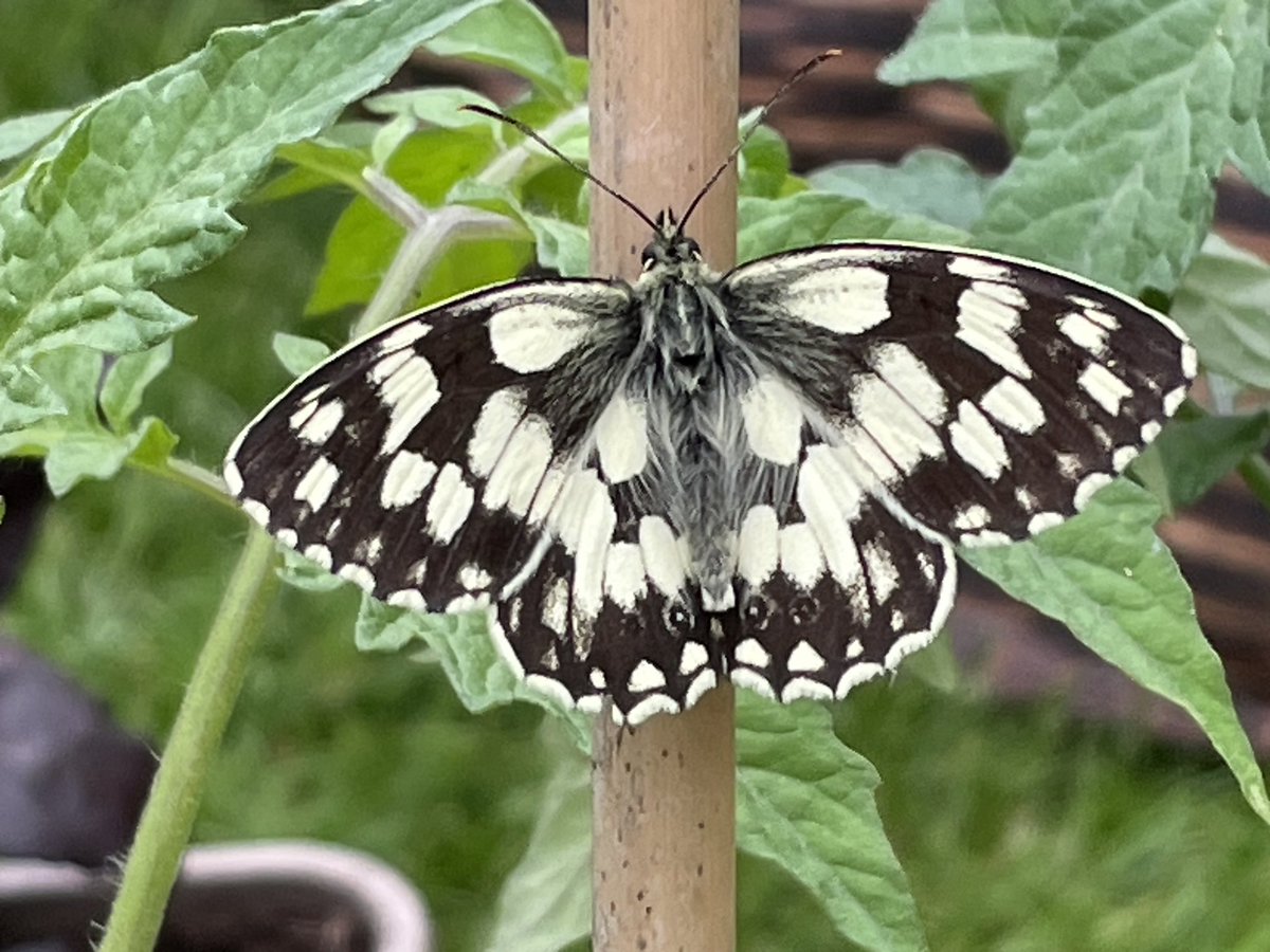 Birdmanbarry's tweet photo. ⁦@BBOWT⁩ Nice to see a Marbled White in the garden - especially considering the absolute dearth of butterflies this year… https://t.co/4kWI0YFeK5