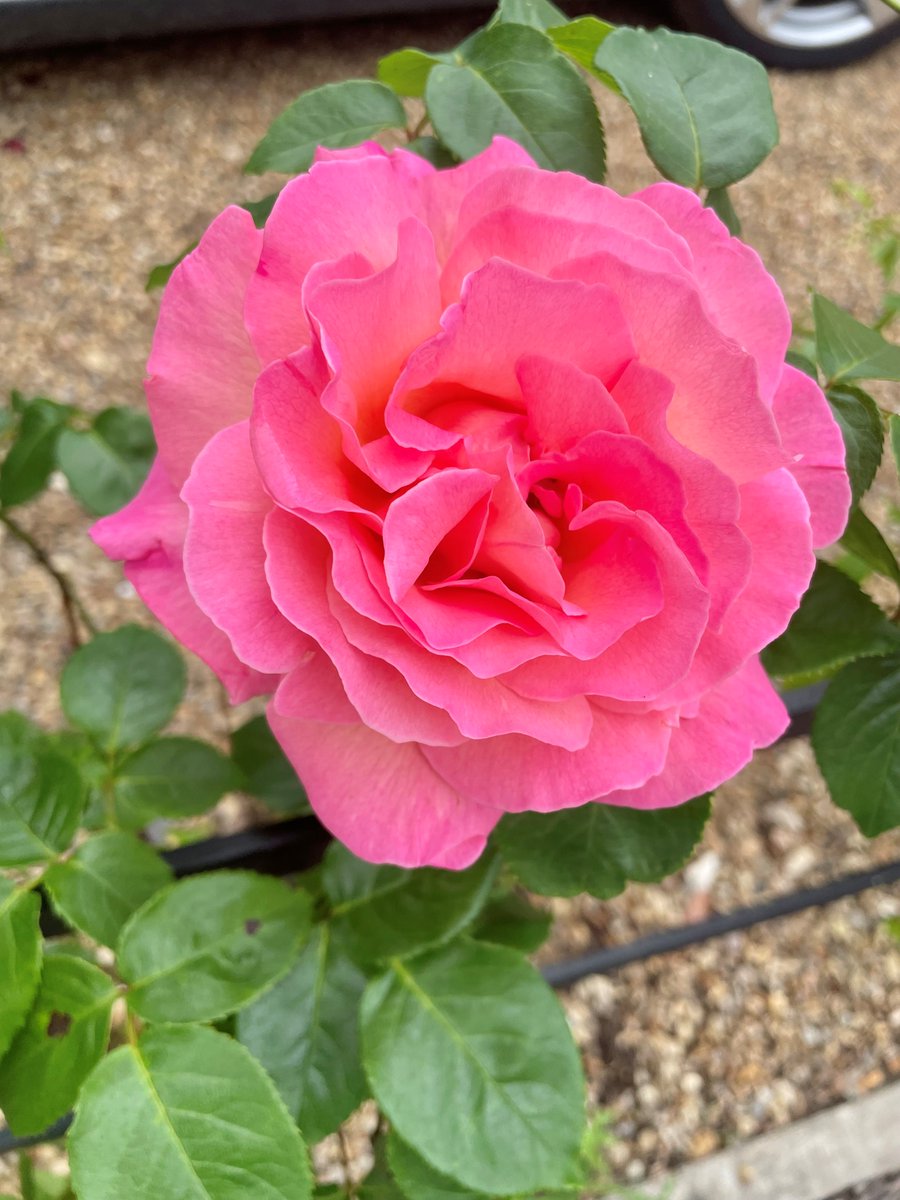 “Take time to smell the roses” – Proverb 🌹🌹🌹

Look at this beauty captured in town today!   

#RoseWednesday #WednesdayWisdom #Roses #GardeningTwitter