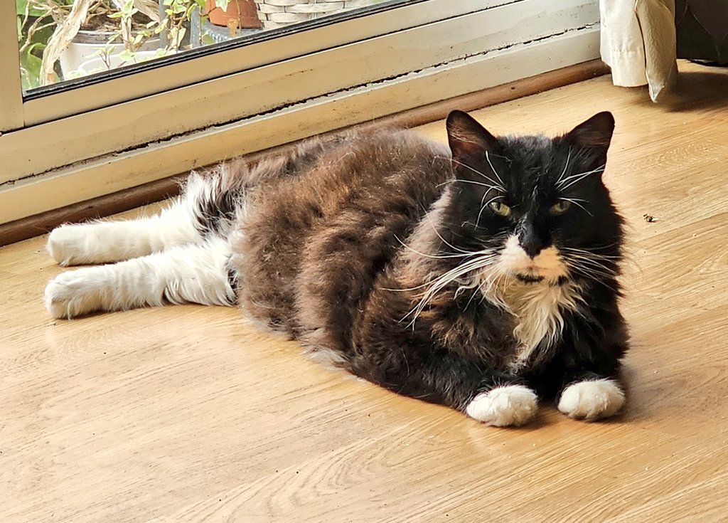 Morning friends ..Happy #whiskerswednesday ..I'm just here reminding Mum to hurry up and open the door !! I have a #hedgewatch to do 🐾🐾
#CatsOfTwitter #gremlin #TuxieGang