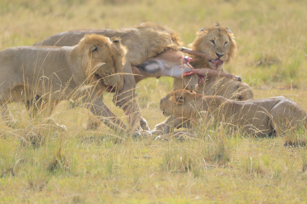 When Sylvia finally attends a drink up.. 😂😂😂
📍Queen Elizabeth National Park.
#ExploreUganda
#RecklessTravelers 
#KabalegaRepublic