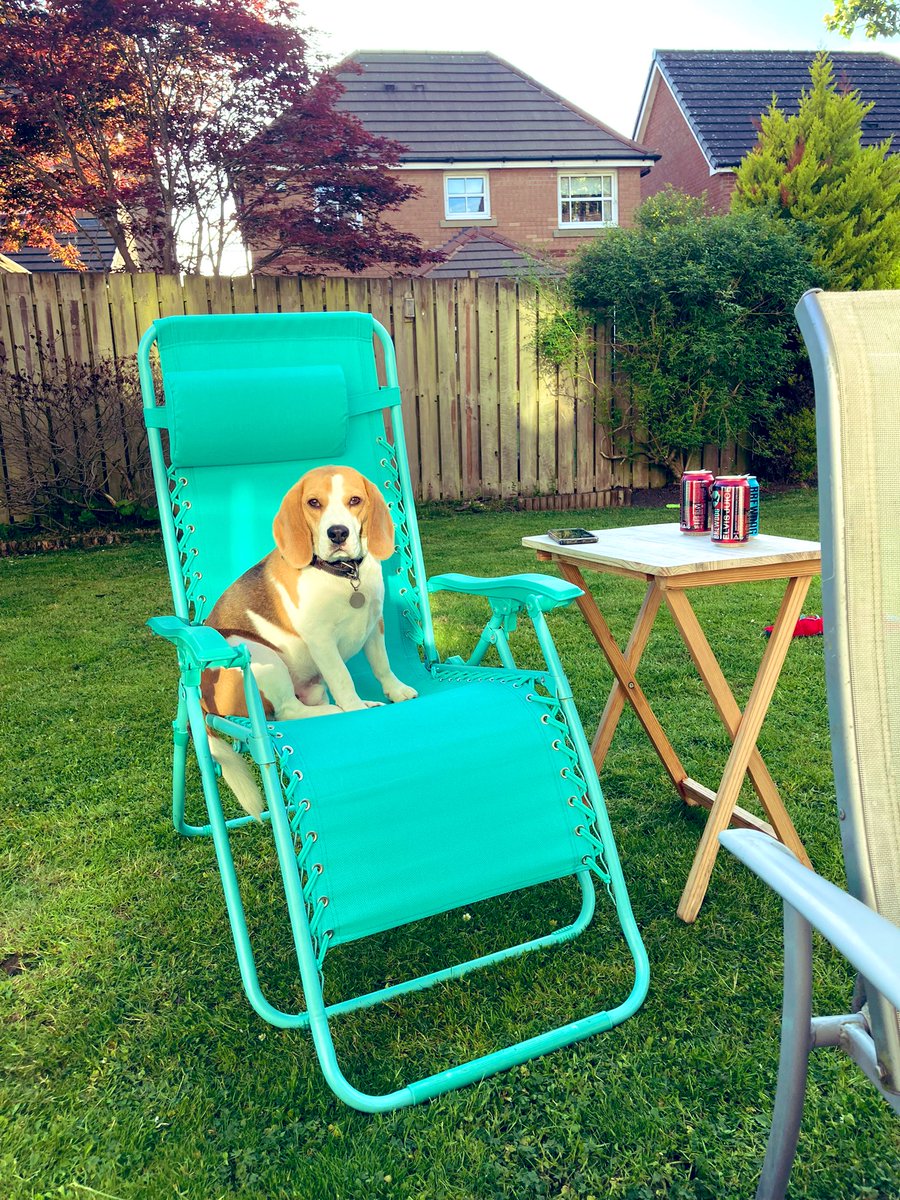 Viola51924734's tweet photo. @Cybercat68 @PetplanUK @Dalyn527 @HerbieOf @percythebeagle @linwright17 @LilyandMolly1 @theyorkshirevet @peterwrightvet @LolaPatolla Chilling out in the garden! https://t.co/u0q5mUTo72