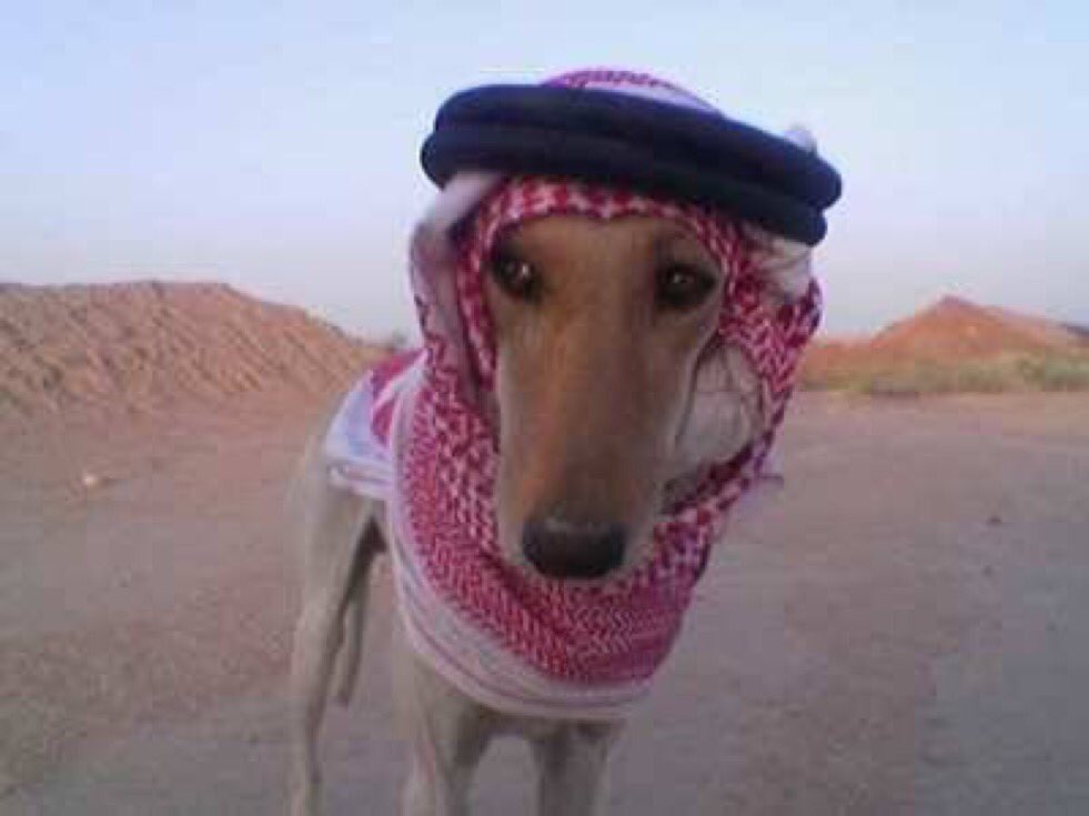 NAJ4KSA's tweet photo. @SalmanMahdibbar يا شين السرج على البقر
 الأشكال اللي قاعده في البيت مكبرين الوسادة ويبي الدولة تصرف عليهم  وتم رفضهم من الضمان الاجتماعي وحقد وحسد على المحتاجين من الأرامل واليتامى نصيحتي لكل شخص قاعد في البيت  قم اشتغل وتوكل على الله الحسد والحقد مرض تعالج بأسرع وقت  حب لأخيك ما تحبه لنفسك https://t.co/83SgQthcsM