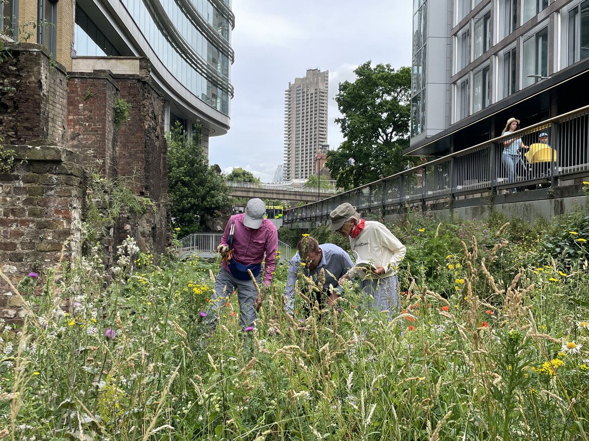 cityoflondon's tweet image. Improving the Square Mile’s #ClimateResilience is key pillar of our #ClimateAction Strategy.

Noble Street is a Site of Importance for Nature Conservation, where we are working with volunteers to restore habitats and improve biodiversity.

#LCAW2023 @FCityGardens @greensqmile