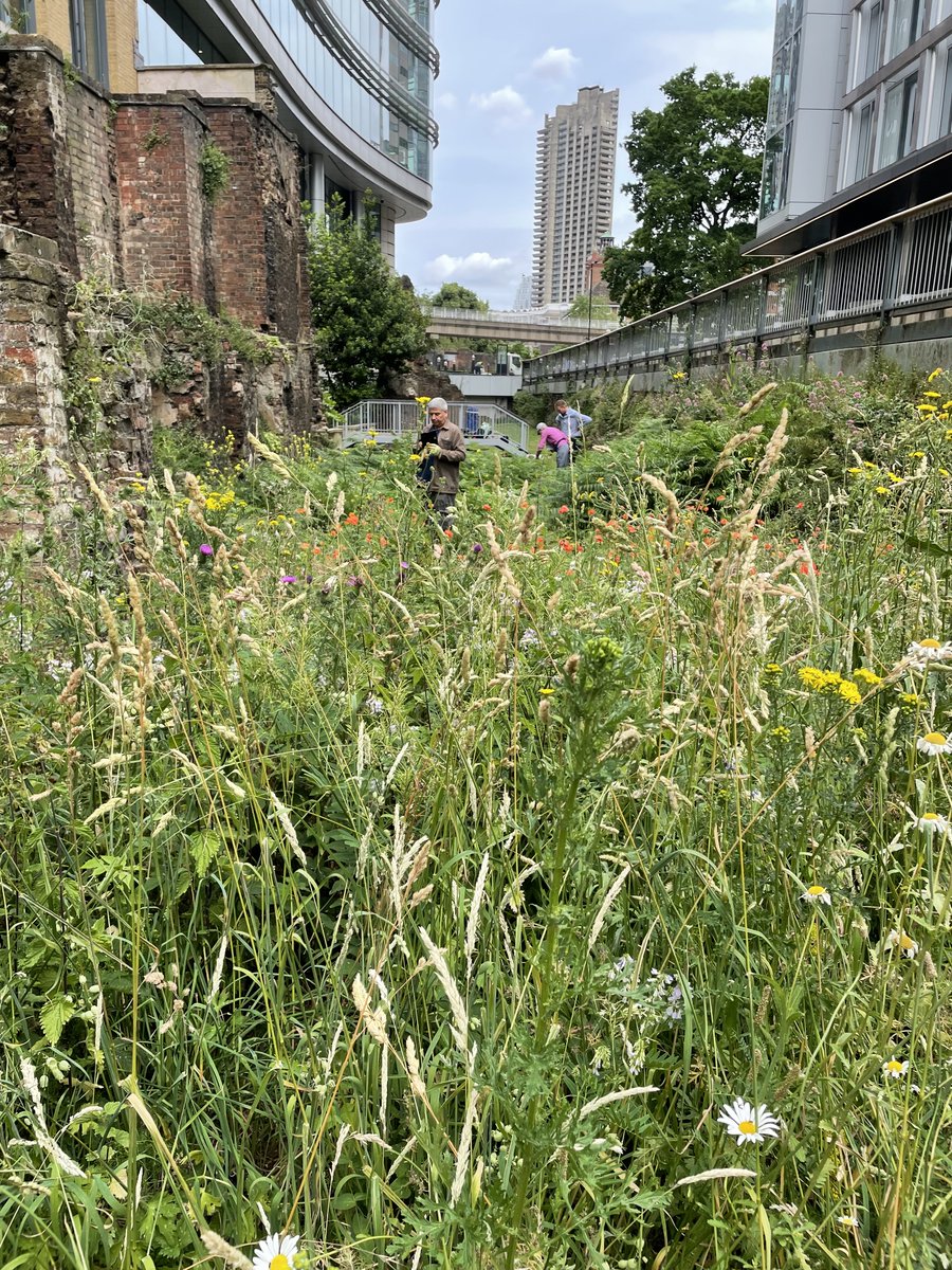 cityoflondon's tweet image. Improving the Square Mile’s #ClimateResilience is key pillar of our #ClimateAction Strategy.

Noble Street is a Site of Importance for Nature Conservation, where we are working with volunteers to restore habitats and improve biodiversity.

#LCAW2023 @FCityGardens @greensqmile