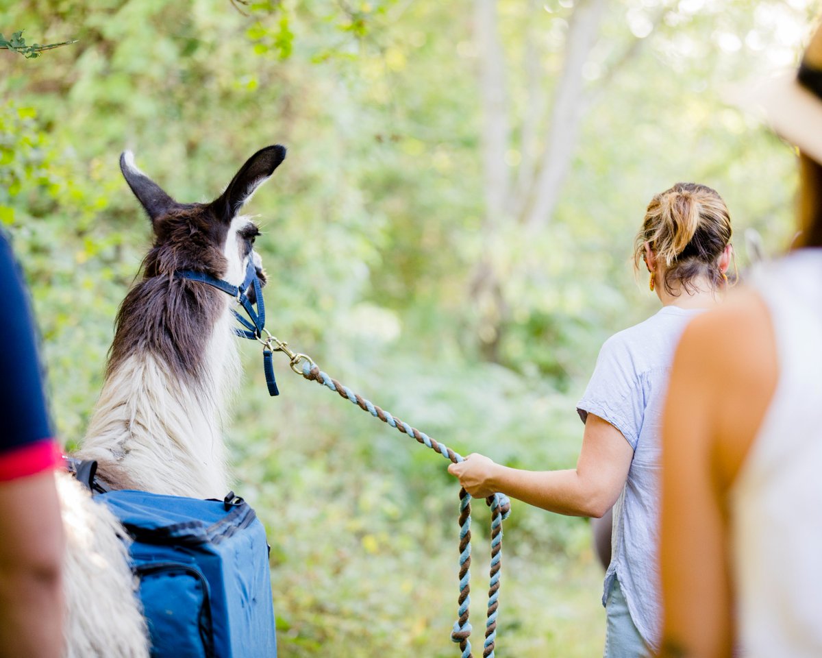 Stay In A Pub (@stayinapubuk) on Twitter photo Fancy something a bit different this summer? Why not try llama trekking at the glorious The Merry Harriers Inn & Llama Trekking in Surrey. <a href="/merryhambledon/">Merry Harriers</a>
For more info, visit: merryharriers.com/llama-love/ Fancy something a bit different this summer? Why not try llama trekking at the glorious The Merry Harriers Inn & Llama Trekking in Surrey. <a href="/merryhambledon/">Merry Harriers</a>
For more info, visit: merryharriers.com/llama-love/