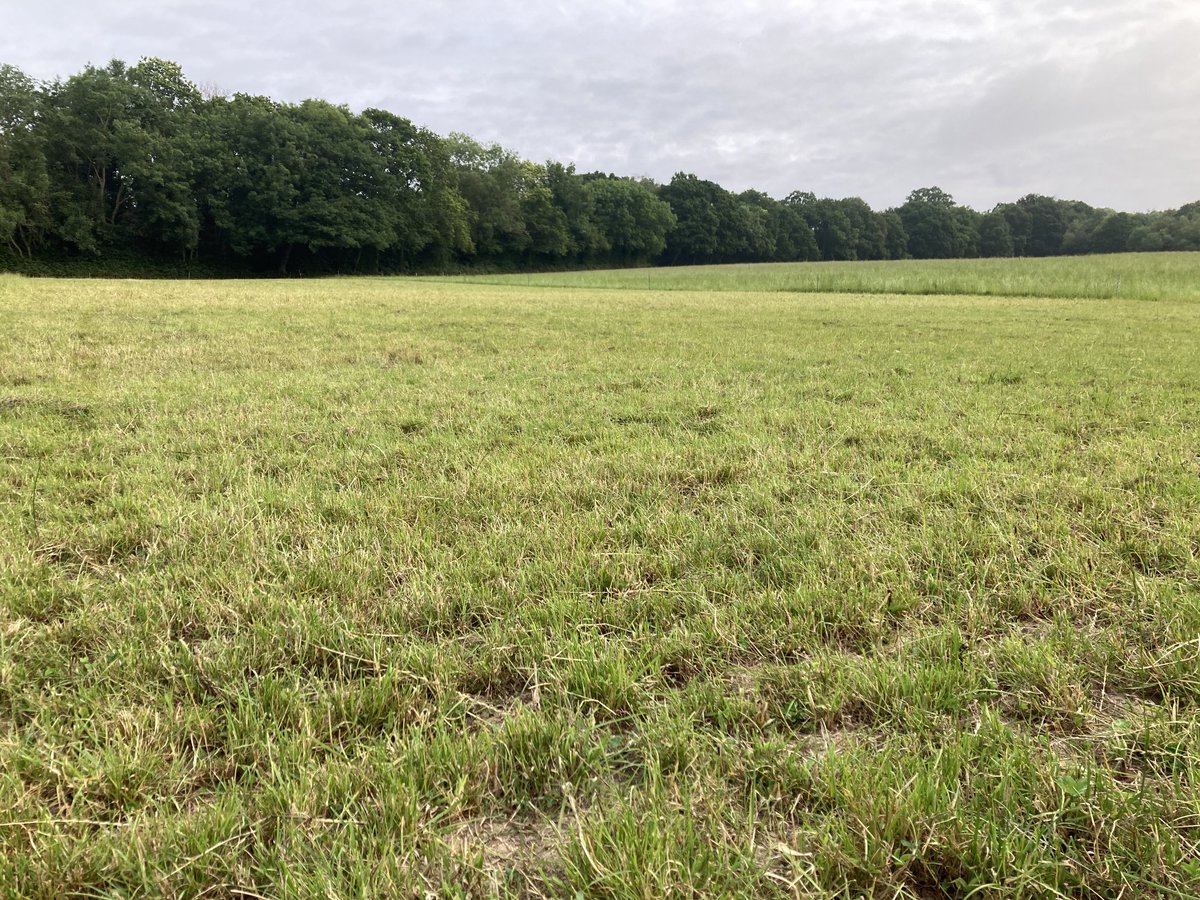 Shearling rams enjoying a fresh break this morning. Still getting good clean outs off the herbal Leys
