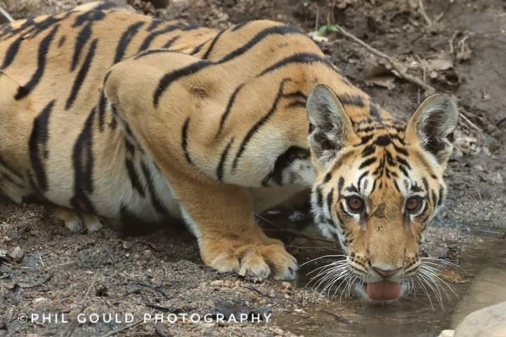 learnconserve's tweet photo. Lifetime dream achieved of photographing tigers in the wild 😍
Still a few more dreams to complete....

Please feel free to message me for advice on wildlife photography, locations and safaris.

Canon R7 with 100-400mm

https://t.co/dzjNNSPBh7

#wildlifedreams #safari #Tigers https://t.co/mTHyQDJa7z